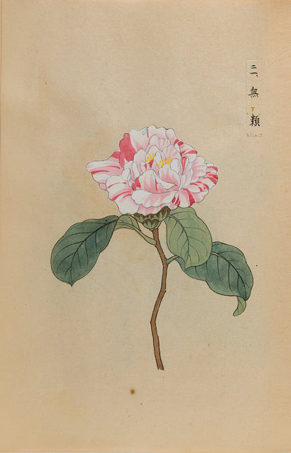 An exquisite album of Japanese watercolours depicting 64 varieties of camellia and 12 hibiscus, handmade by Mataemon Shibakawa II in 1933.