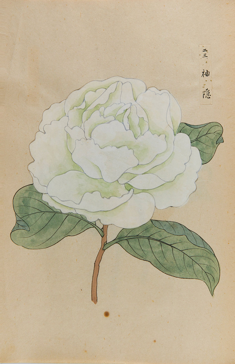 An exquisite album of Japanese watercolours depicting 64 varieties of camellia and 12 hibiscus, handmade by Mataemon Shibakawa II in 1933.