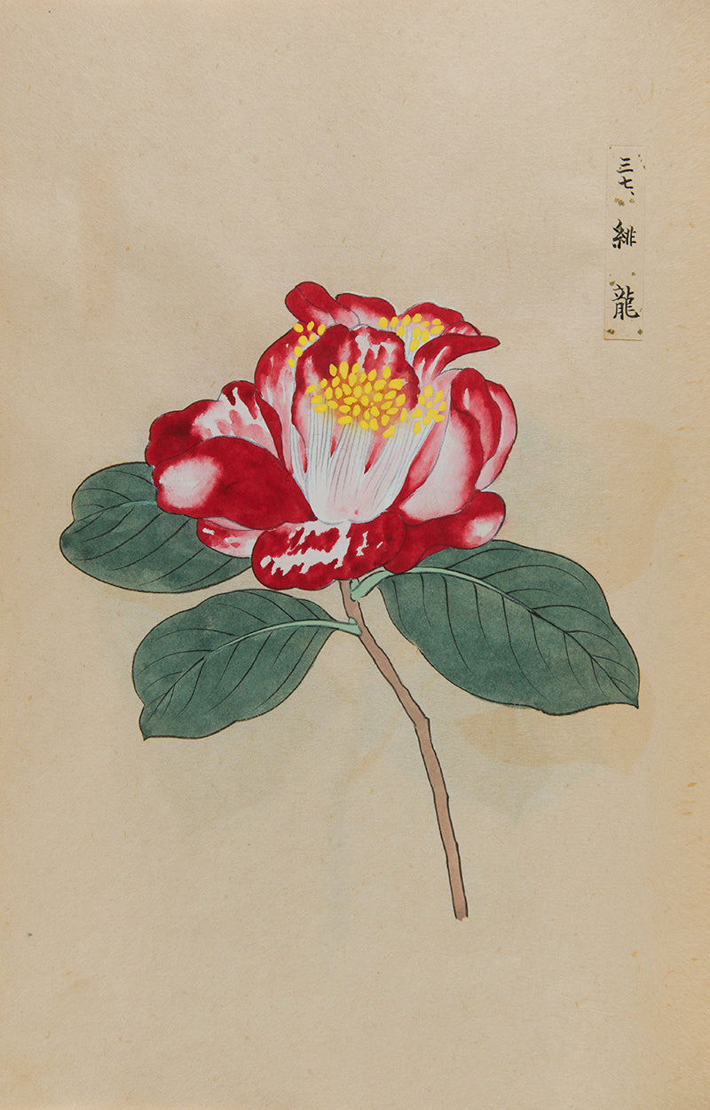 An exquisite album of Japanese watercolours depicting 64 varieties of camellia and 12 hibiscus, handmade by Mataemon Shibakawa II in 1933.