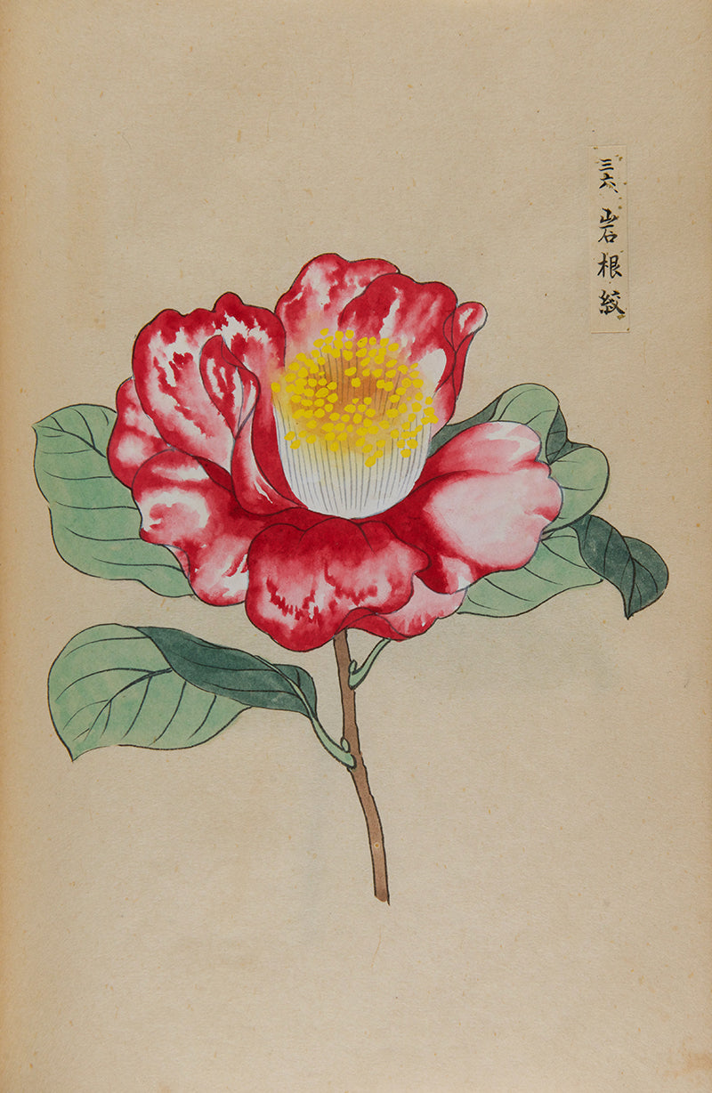 An exquisite album of Japanese watercolours depicting 64 varieties of camellia and 12 hibiscus, handmade by Mataemon Shibakawa II in 1933.