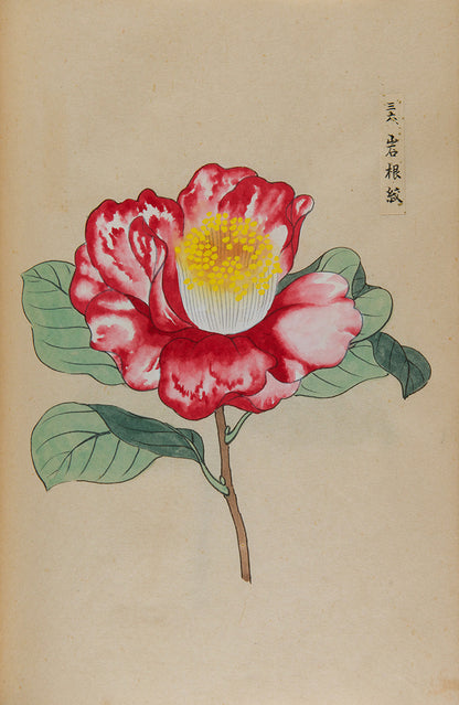 An exquisite album of Japanese watercolours depicting 64 varieties of camellia and 12 hibiscus, handmade by Mataemon Shibakawa II in 1933.