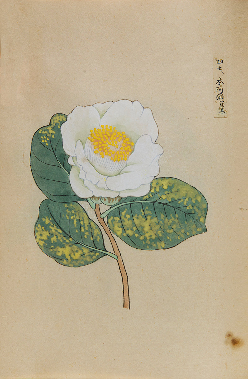 An exquisite album of Japanese watercolours depicting 64 varieties of camellia and 12 hibiscus, handmade by Mataemon Shibakawa II in 1933.
