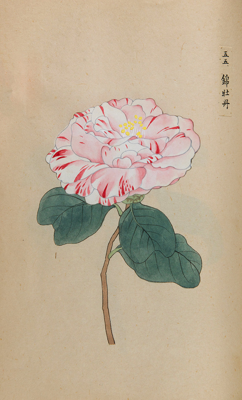 An exquisite album of Japanese watercolours depicting 64 varieties of camellia and 12 hibiscus, handmade by Mataemon Shibakawa II in 1933.