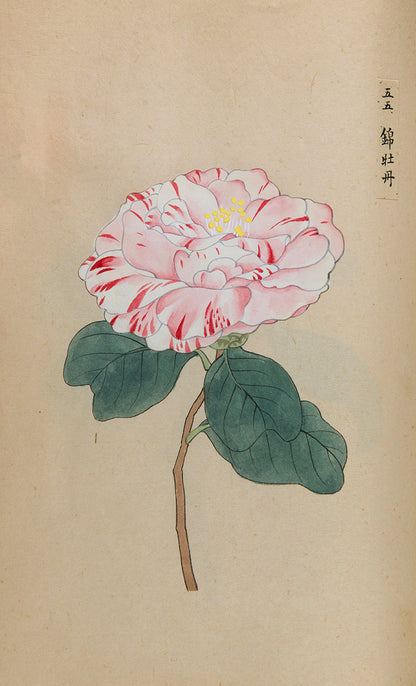 An exquisite album of Japanese watercolours depicting 64 varieties of camellia and 12 hibiscus, handmade by Mataemon Shibakawa II in 1933.