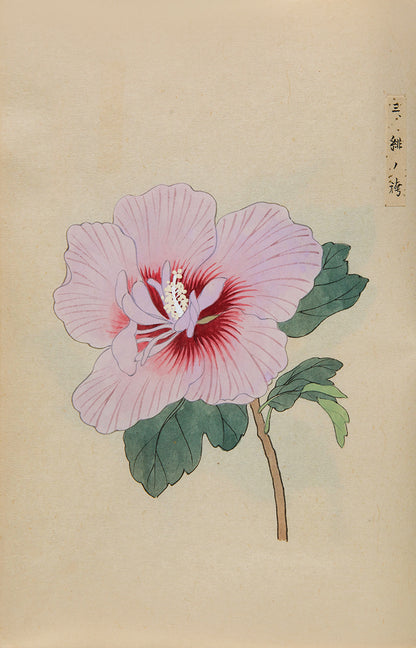 An exquisite album of Japanese watercolours depicting 64 varieties of camellia and 12 hibiscus, handmade by Mataemon Shibakawa II in 1933.