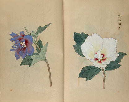 An exquisite album of Japanese watercolours depicting 64 varieties of camellia and 12 hibiscus, handmade by Mataemon Shibakawa II in 1933.