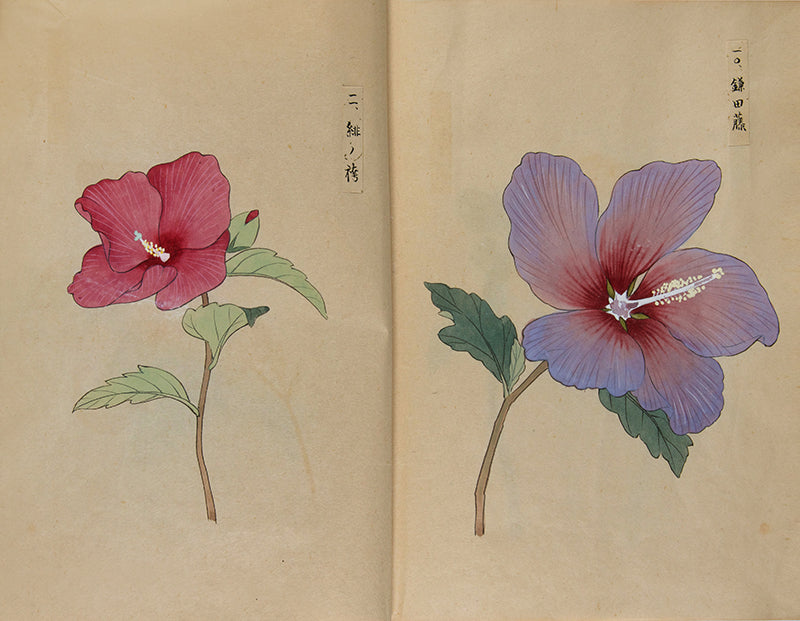 An exquisite album of Japanese watercolours depicting 64 varieties of camellia and 12 hibiscus, handmade by Mataemon Shibakawa II in 1933.