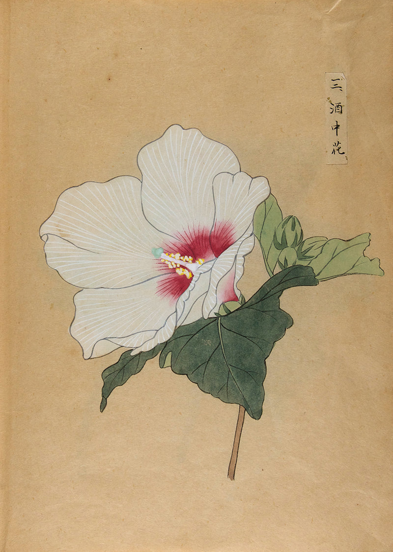 An exquisite album of Japanese watercolours depicting 64 varieties of camellia and 12 hibiscus, handmade by Mataemon Shibakawa II in 1933.