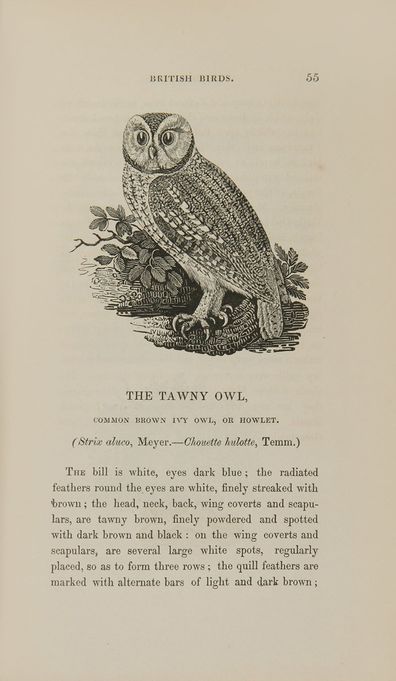 Hancock's edition of Bewick's A History of British Birds, containing twenty additional engravings for the first time.
