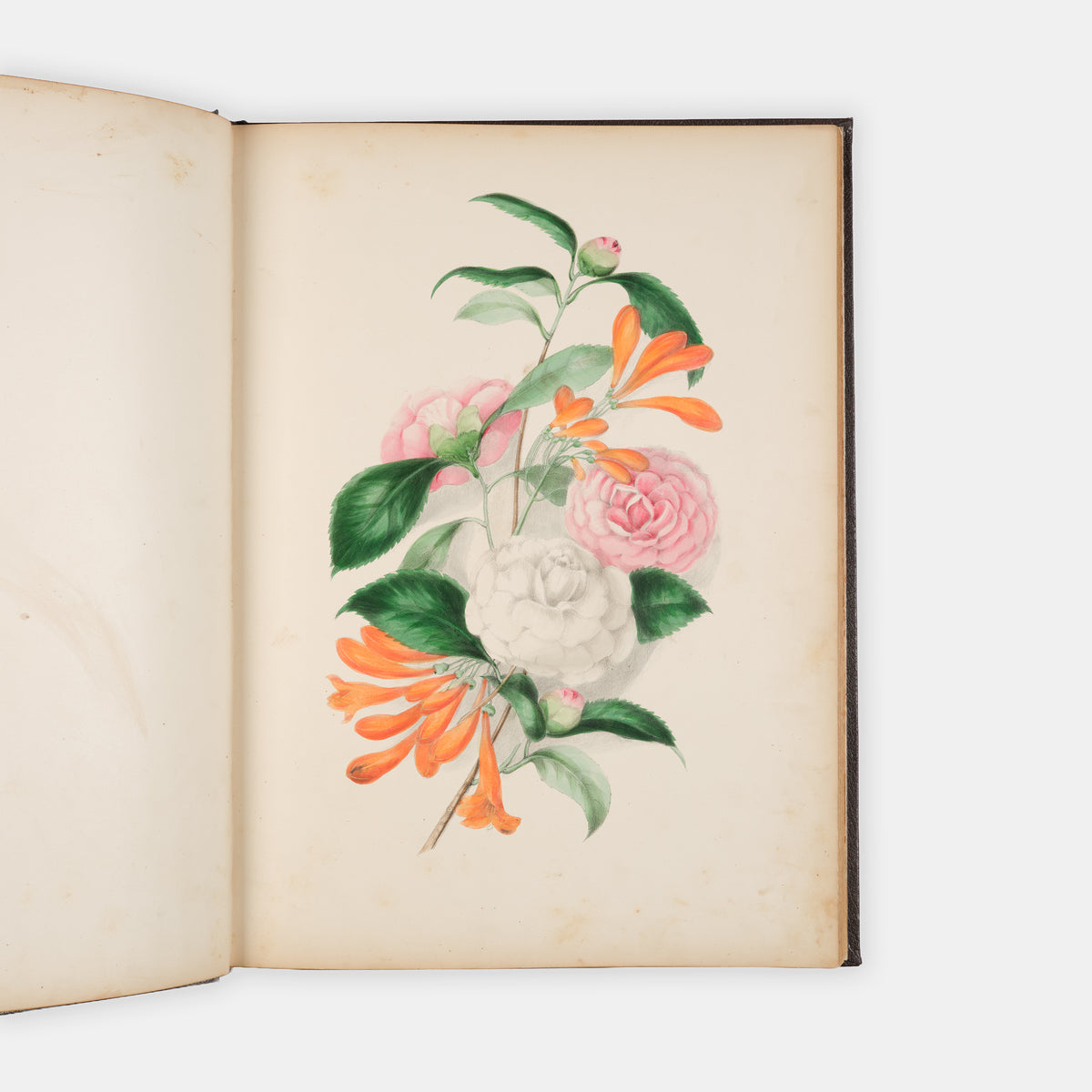 Each beautifully executed flower portrayed is also the subject for a poem which serves as text for the illustration as there are no captions.