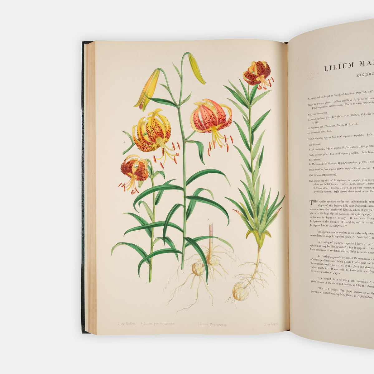 First edition of this superb, hand-coloured work on lillies, A Monograph of the Genus Lillium by Henry John Elwes, with the Supplement.