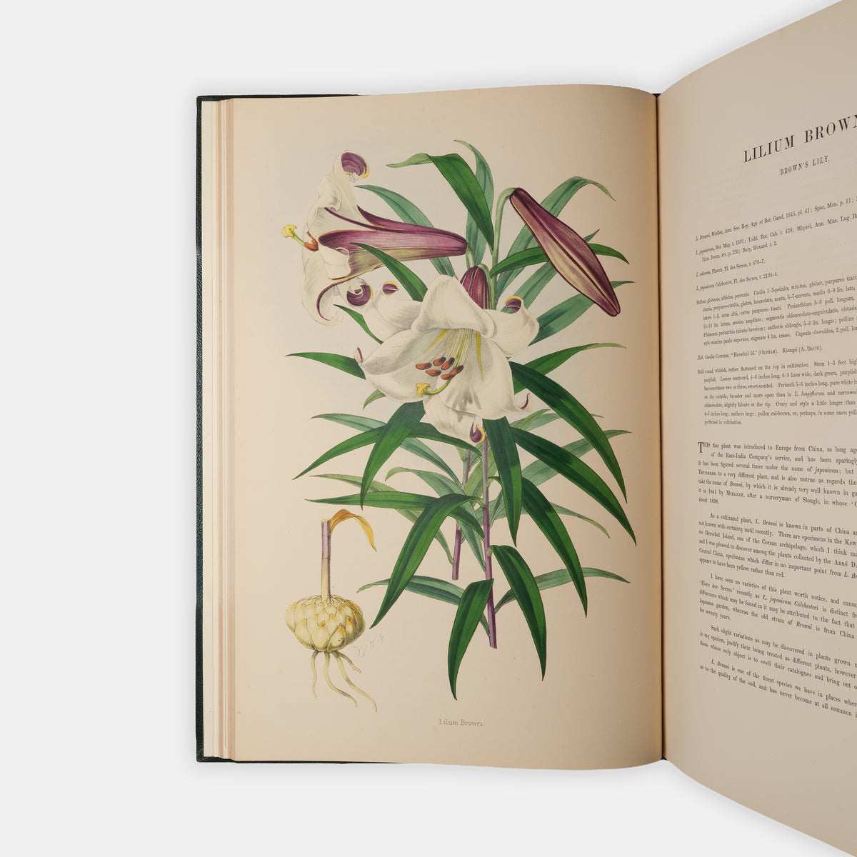 First edition of this superb, hand-coloured work on lillies, A Monograph of the Genus Lillium by Henry John Elwes, with the Supplement.