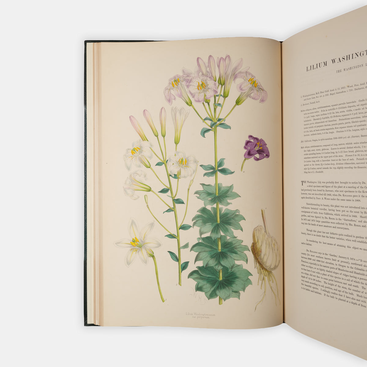 First edition of this superb, hand-coloured work on lillies, A Monograph of the Genus Lillium by Henry John Elwes, with the Supplement.