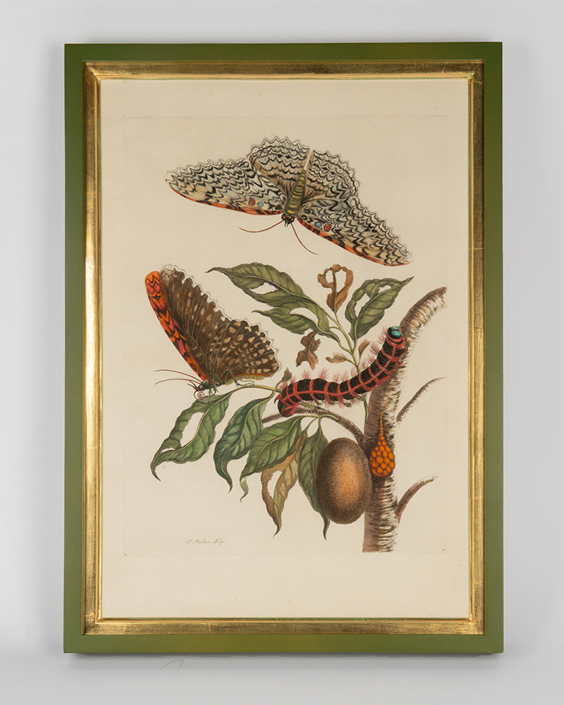 Maria Sibylla Merian's engravings with later hand-colour, depicting South Americasn insectd and the exotic plants on which they feed.