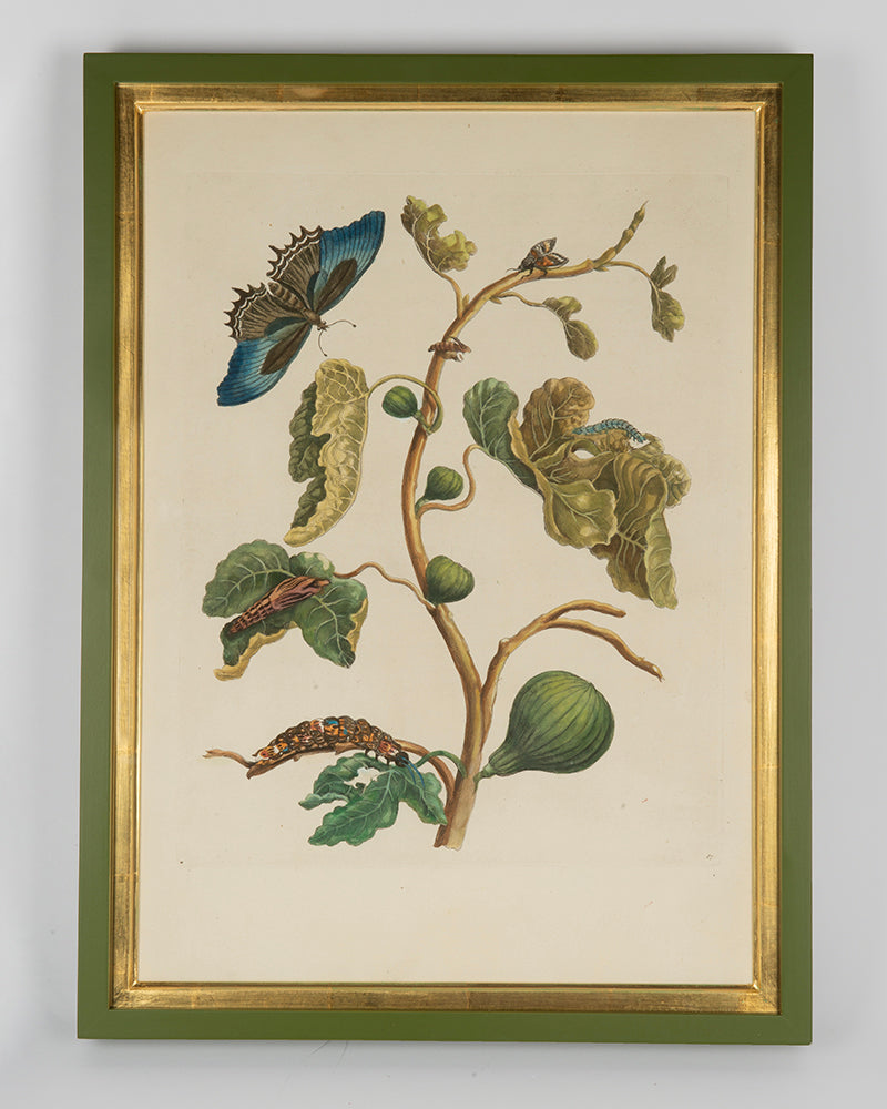 Maria Sibylla Merian's engravings with later hand-colour, depicting South Americasn insectd and the exotic plants on which they feed.