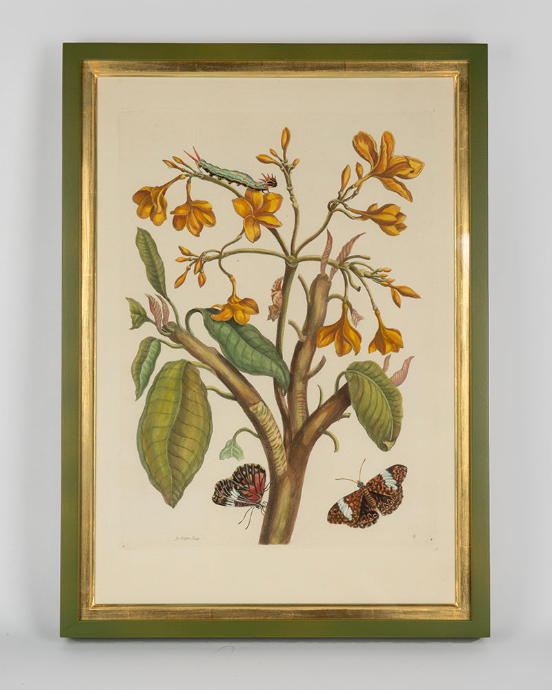 Maria Sibylla Merian's engravings with later hand-colour, depicting South Americasn insectd and the exotic plants on which they feed.