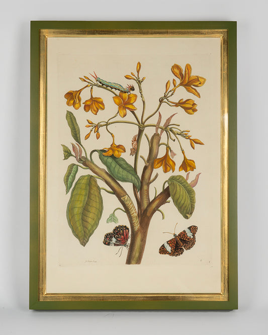 Maria Sibylla Merian's engravings with later hand-colour, depicting South Americasn insectd and the exotic plants on which they feed.