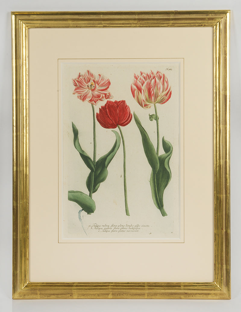 [A Group of Six Tulips].