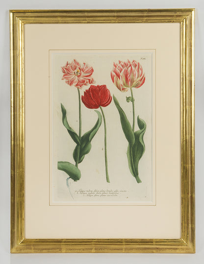 [A Group of Six Tulips].