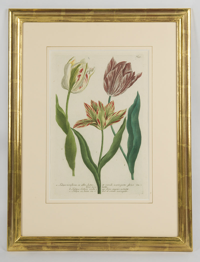 [A Group of Six Tulips].