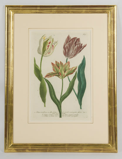 [A Group of Six Tulips].