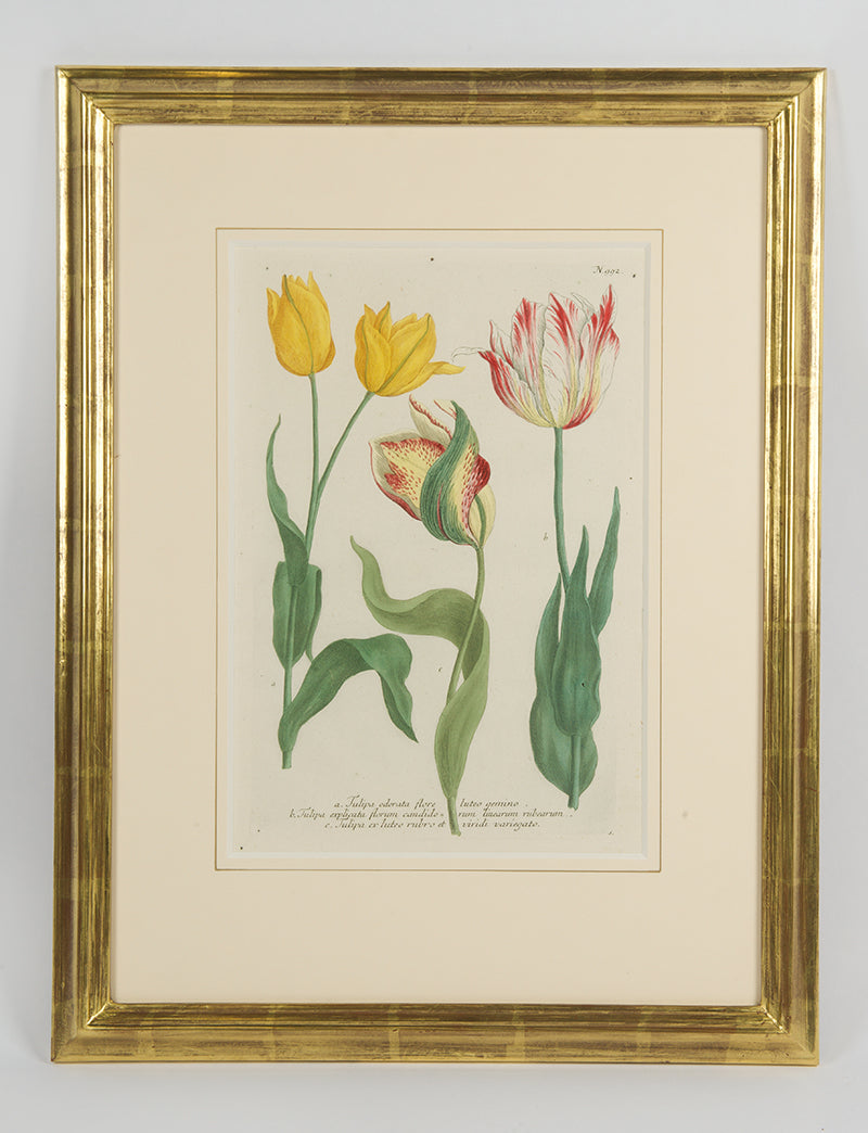 [A Group of Six Tulips].