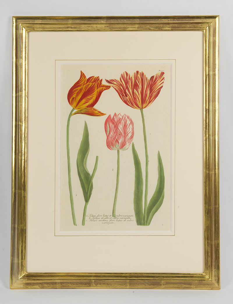 [A Group of Six Tulips].