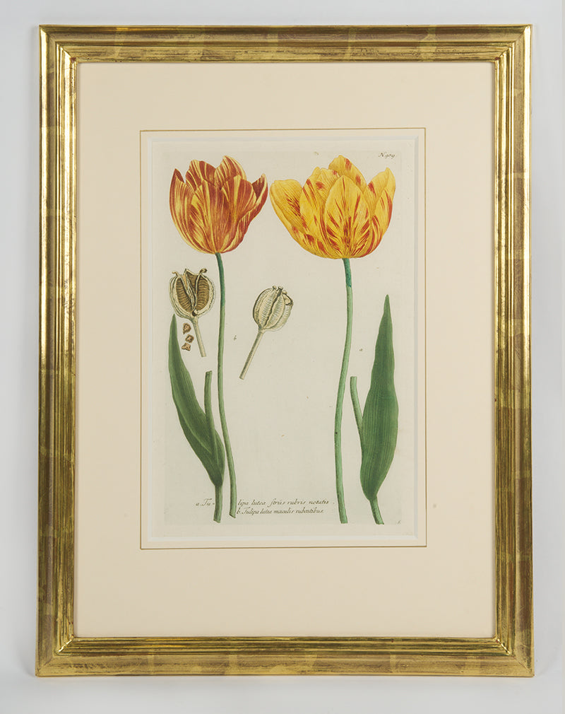 [A Group of Six Tulips].