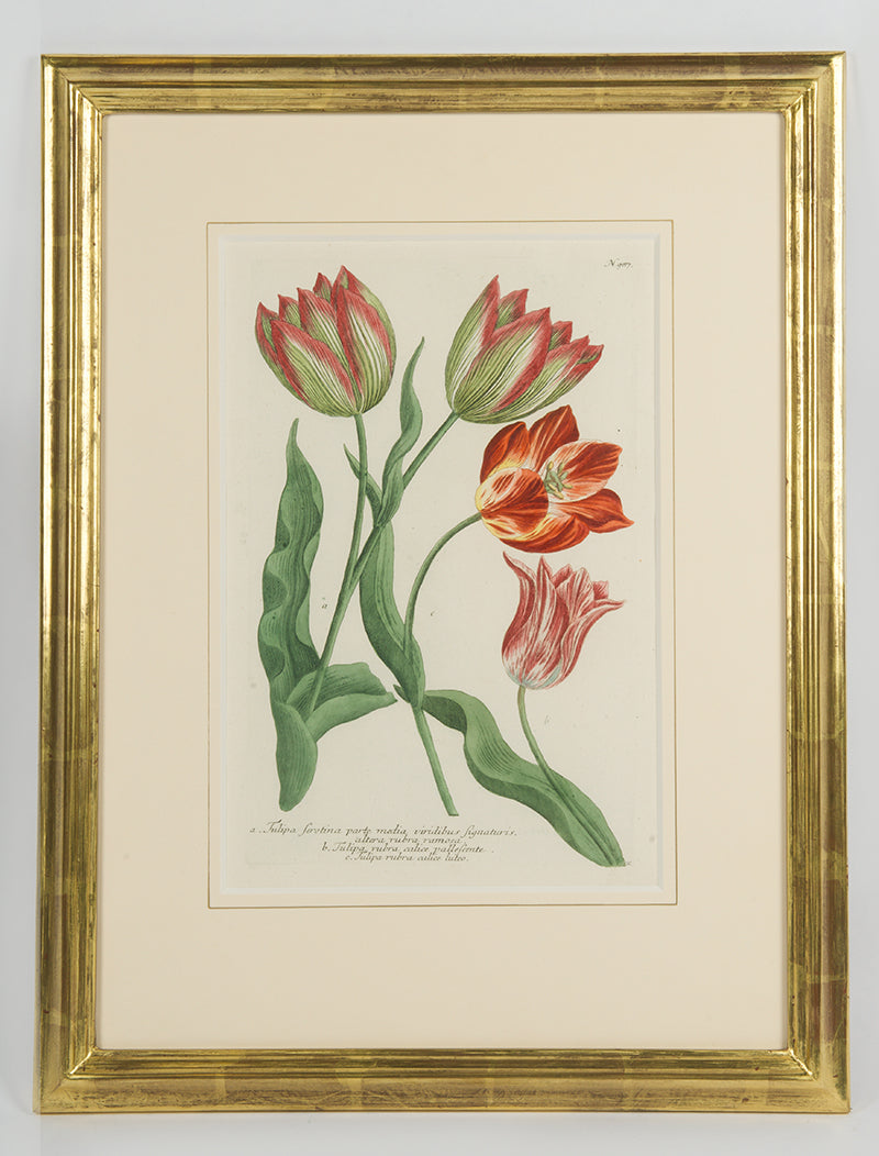 [A Group of Six Tulips].
