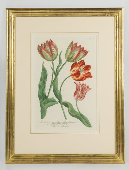 [A Group of Six Tulips].