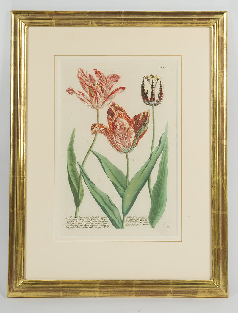 [A Group of Six Tulips].