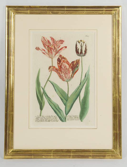 [A Group of Six Tulips].