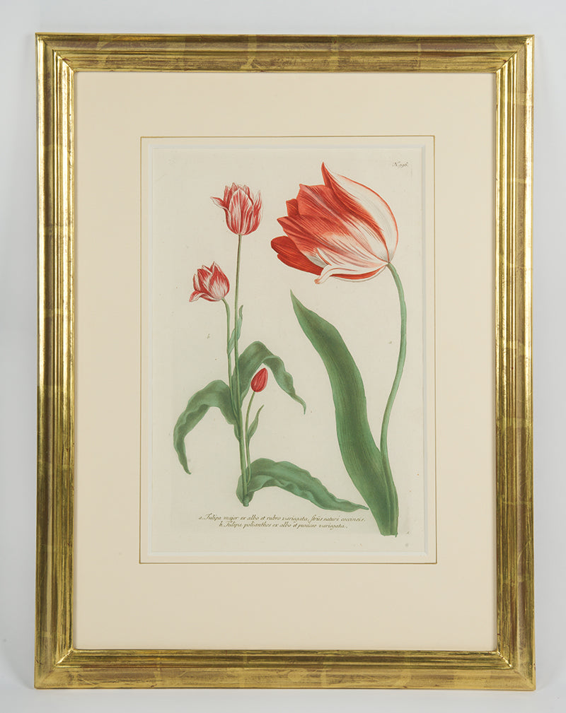 [A Group of Six Tulips].