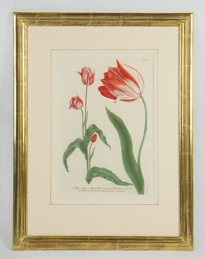 [A Group of Six Tulips].