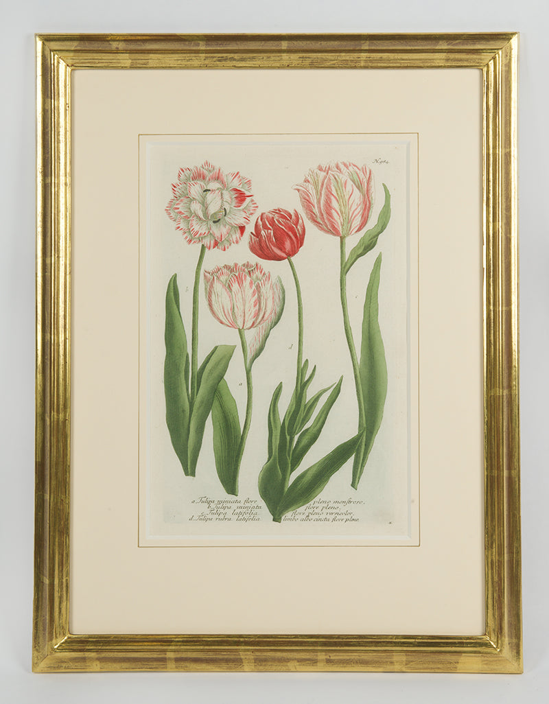 [A Group of Six Tulips].