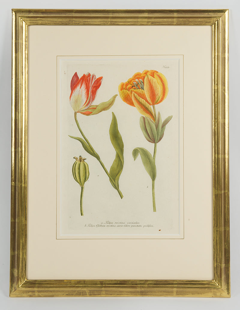 [A Group of Six Tulips].