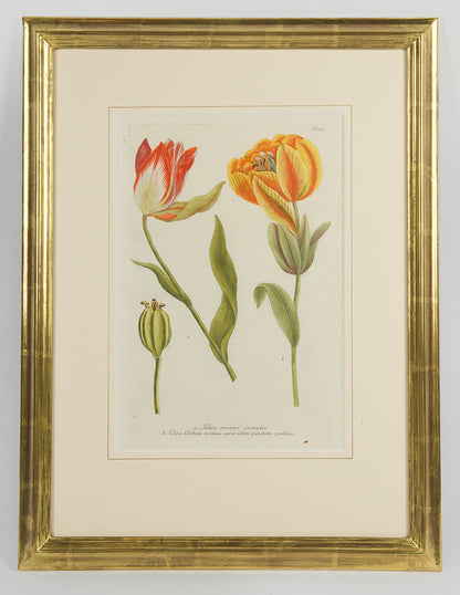 [A Group of Six Tulips].