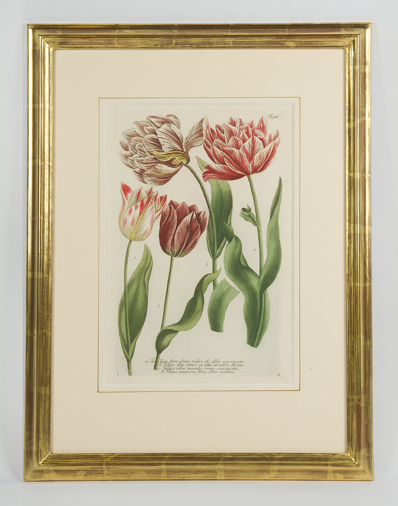 [A Group of Six Tulips].