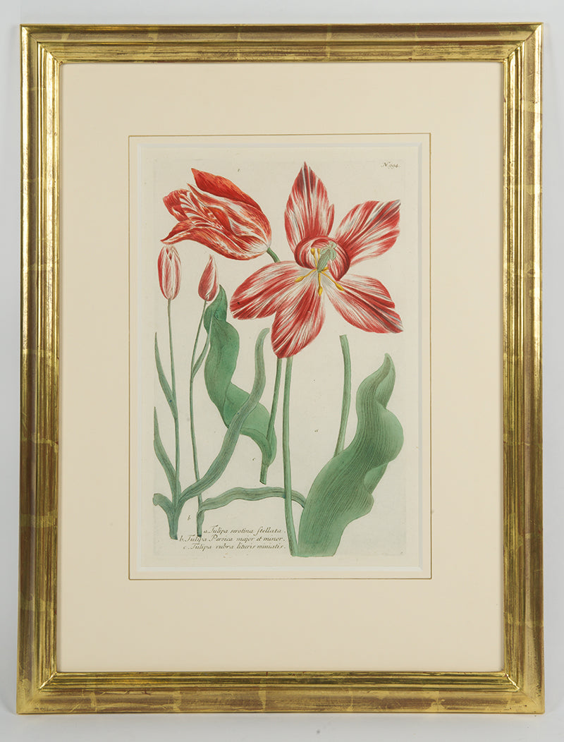 [A Group of Six Tulips].