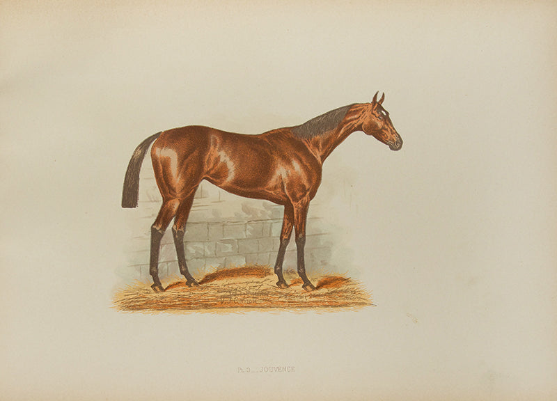 A beautifully illustrated account of S.F Touchstone's Race Horses and Thorough-Bred Stallions.