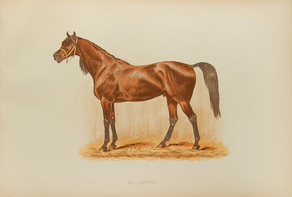 A beautifully illustrated account of S.F Touchstone's Race Horses and Thorough-Bred Stallions.