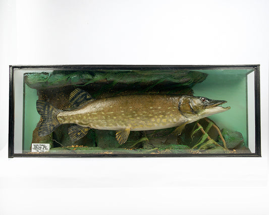 A large and handsome taxidermied pike, mounted in a diorama depicting a stream bed with flowing plants.