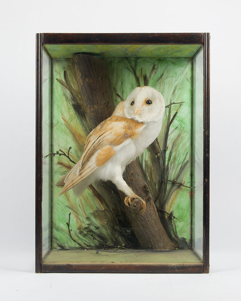 A handsome taxidermied barn owl mounted in a tree branch in a diorama style case with glass on three sides.