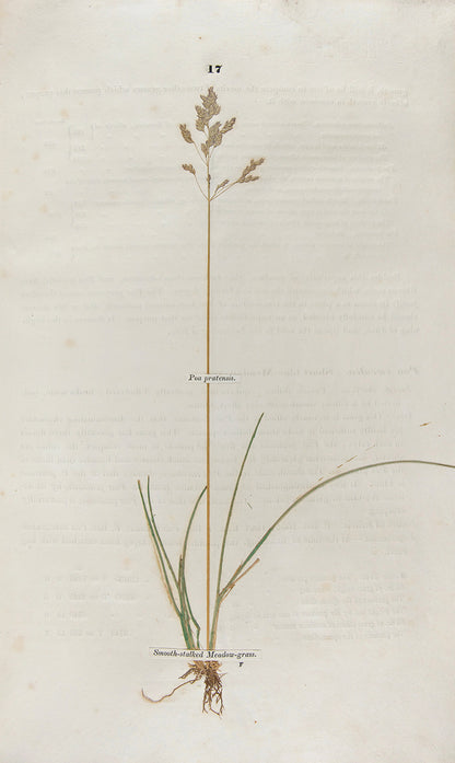 A handsomely bound set of the first ten volumes of the <em>Transactions of the Horticultural Society.</em>