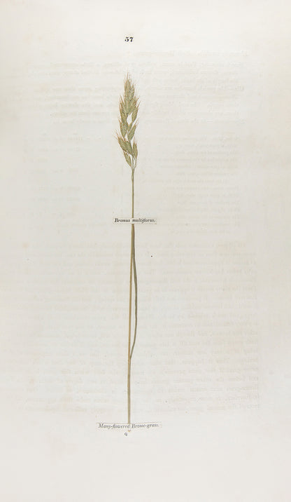 A handsomely bound set of the first ten volumes of the <em>Transactions of the Horticultural Society.</em>