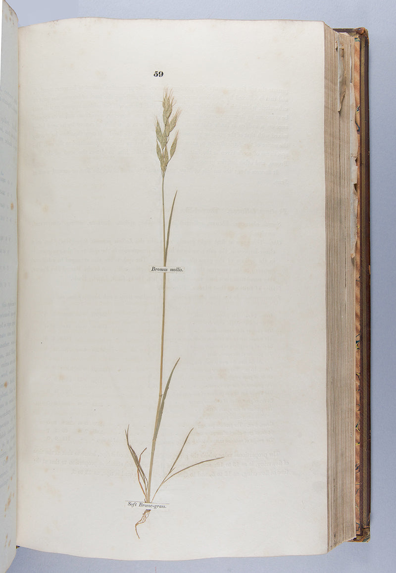 A handsomely bound set of the first ten volumes of the <em>Transactions of the Horticultural Society.</em>