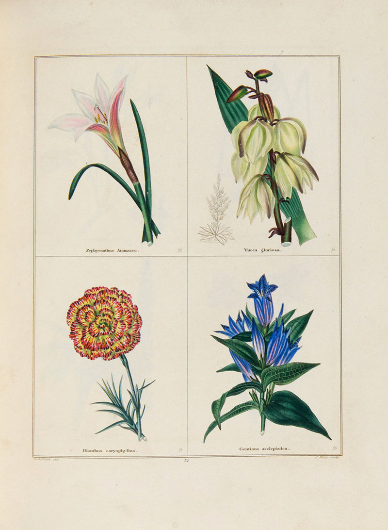 The Botanic Garden.