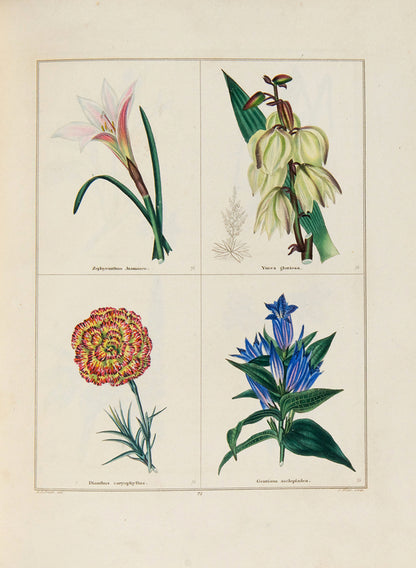 The Botanic Garden.
