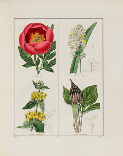 The Botanic Garden.