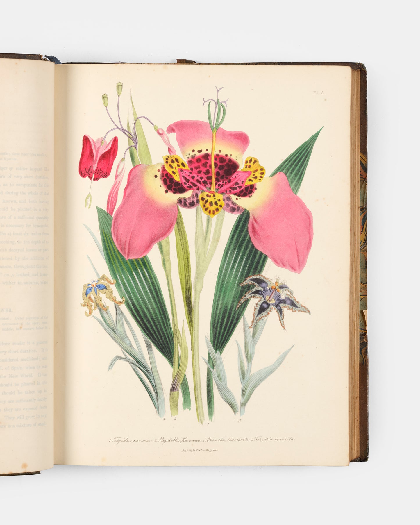 First edition of Jane Loudon's The Ladies' Flower-Garden of Ornamental Bulbous Plants, handsomely bound by Wareing Webb of Liverpool.